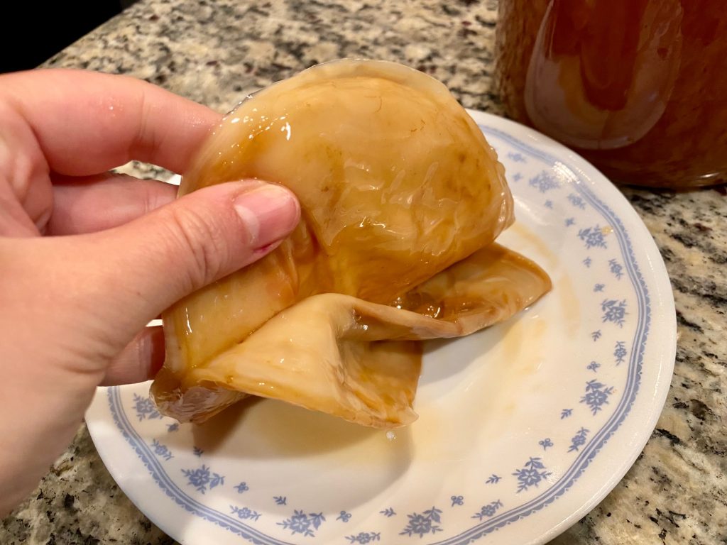 Over time you'll peel layers off your scoby as it grows - how to make kombucha